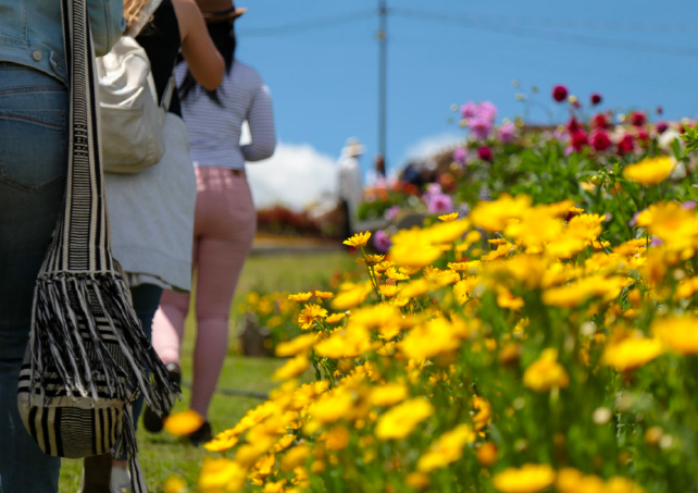 Flores de Medellín