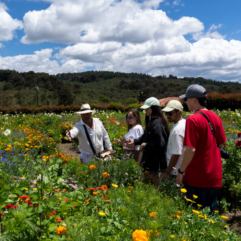 finca silletera -100